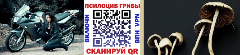 Галлюциногенные грибы Psilocybe  купить наркоту  Корсаков 